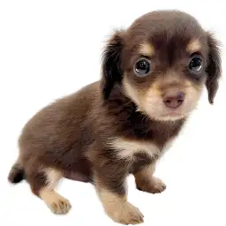 MIX（チワワ×ミニチュアダックスフント）