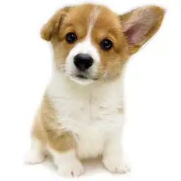 ウェルシュコーギーペンブローク