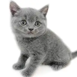 ブリティッシュショートヘア