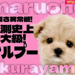 【 MIX 】アプリコットカラーの「可愛いの黄金比」を持つパーフェクトマルプー!