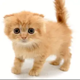 スコティッシュフォールド