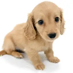 カニンヘン・ダックスフント