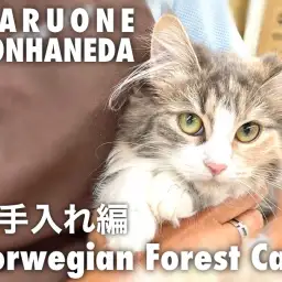 【 ノルウェージャン 】猫初心者必見！本羽田店ノルちゃん特集・お手入れ編