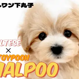 【 MIX 】コンパクトサイズのぬいぐるみ系！癒しオーラを纏ったマルプーの男の子