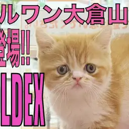 【 フォールデックス 】ぺちゃ顔好きは急げっ！レア猫種が大倉山店初登場！