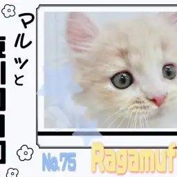 【 マルっと東川口日和No.75 】突如舞い降りた天使、ラガマフィン！