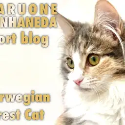 【 ノルウェージャンフォレストキャット 】生後6ヶ月のゴージャスな尻尾にご注目！
