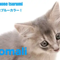 【 ソマリ 】上品さを醸し出しているブルーカラーの男の子！