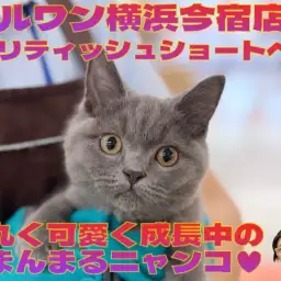 【 ブリティッシュショートヘア 】丸く可愛く成長中の無防備な男の子!最新動画付き