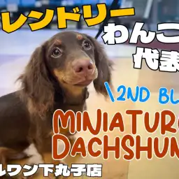 【 ダックスフント 】フレンドリーな性格で社交性バッチリ！トレーニング姿をご紹介