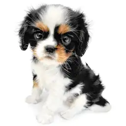 キャバリア・キングチャールズ・スパニエル