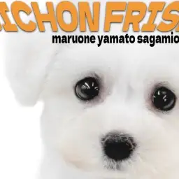 【 ビションフリーゼ 】無邪気でフレンドリー!笑顔をくれる陽気な愛されワンコ!