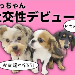 【 ミニチュアダックス 】フレンドリーさがレベチ！だっちゃん社交性デビュー！