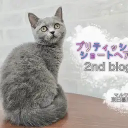 【 ブリティッシュショートヘア 】甘えん坊度MAXのプリティーブリちゃん!