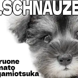 【 ミニチュアシュナウザー 】抜け毛の少なさと温和な性格で飼いやすいパートナー犬