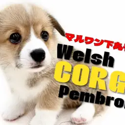 【 コーギー 】愛嬌と存在感抜群のパートナードック！短足と穏やかさが魅力の女の子