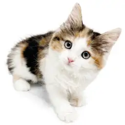 ノルウェージャンフォレストキャット