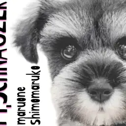 【 ミニチュアシュナウザー 】優しいルックスと賢さが魅力の暮らしを彩る相棒犬！