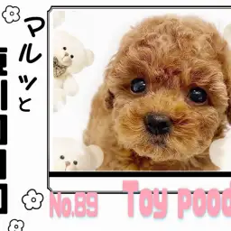 【 マルっと東川口日和No.89 】スキンシップ大好き!甘えん坊トイプードル