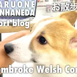 【 コーギー 】本羽田店のおりコーギーのル-ティーン・お散歩編!