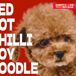 【 トイプードル 】プレミアム認定の濃厚レッド！小さめサイズの王子様降臨！