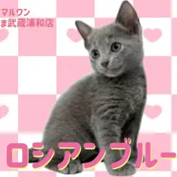 【 ロシアンブルー 】ため息が出るほどの美しさ！極上の女の子が埼玉浦和に登場