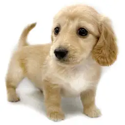 カニンヘン・ダックスフント