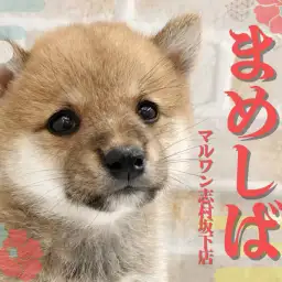 【 豆柴 】ペットショップマルワン板橋志村坂下店にたぬきフェイスの豆柴が登場！