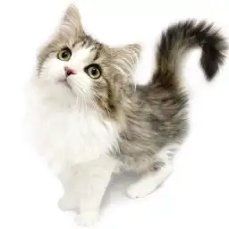 ノルウェージャンフォレストキャット