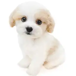 MIX（キャバリアキングチャールズスパニエル×ビションフリーゼ）