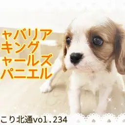 【 ほっこり北通vol.234 】ベビーフェイス＆フレンドリー！極上のキャバリア登場！