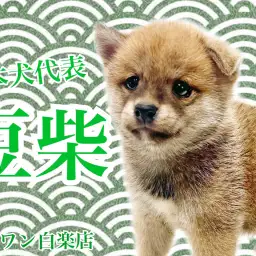 【 豆柴 】日本犬代表！初心者にオススメの甘えん坊な男の子が白楽店に降臨！