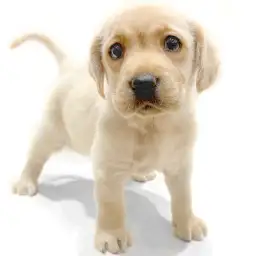 ラブラドールレトリバー