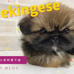 【 ペキニーズ 】小柄な両親から誕生！小さめなペキニーズの女の子をご紹介！