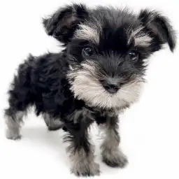 ミニチュア・シュナウザー