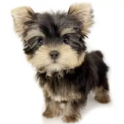 ヨークシャーテリア