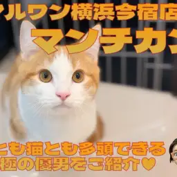 【 マンチカン 】犬とも猫とも多頭できる!超短足なおっとり癒し系の男の子!