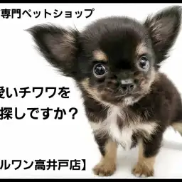 【 チワワ 】生後80日の体重590gのミニチワワはアイドル顔の可愛い男の子！