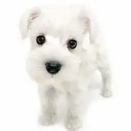 ミニチュア・シュナウザー