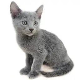 ロシアンブルー