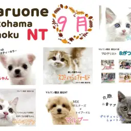 【 ブログリスト 】マルワン横浜 港北NT店9月のブログ記事まとめ