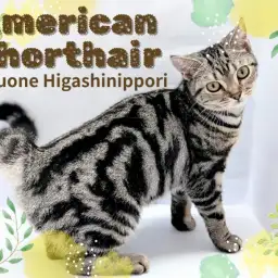 【 アメリカンショートヘア 】少し大人になった甘えん坊!アメショガール