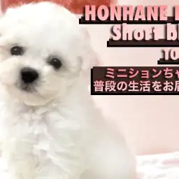 【 ビションフリーゼ 】お店に来て2週間！ミニビションちゃんの生活＆性格編！