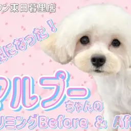【 マルチーズ×トイプードル 】カットでビフォーアフター！MIXの毛質にも注目！