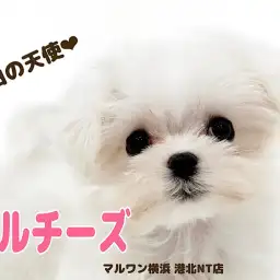 【 マルチーズ 】人気ドワーフ体型!小さな純白の天使マルチーズちゃん