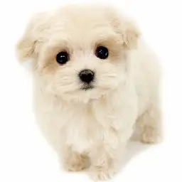 MIX（トイプードル×マルチーズ）