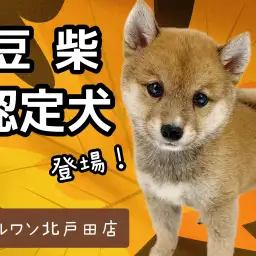 【 豆柴 】KC認定の赤豆柴！鹿児島生まれの小さな紳士が北戸田に登場！