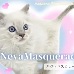 【 ネヴァマスカレード 】人気急上昇中！TOPクラスの美貌を持つ超希少猫種！