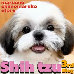 【 シーズー 】毎日楽しいがモットー!しつけトレーニングにも前向きな女の子!