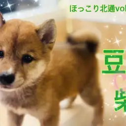 【 ほっこり北通vol.228 】小柄だけど凛々しい豆柴くんは魅力がいっぱい！